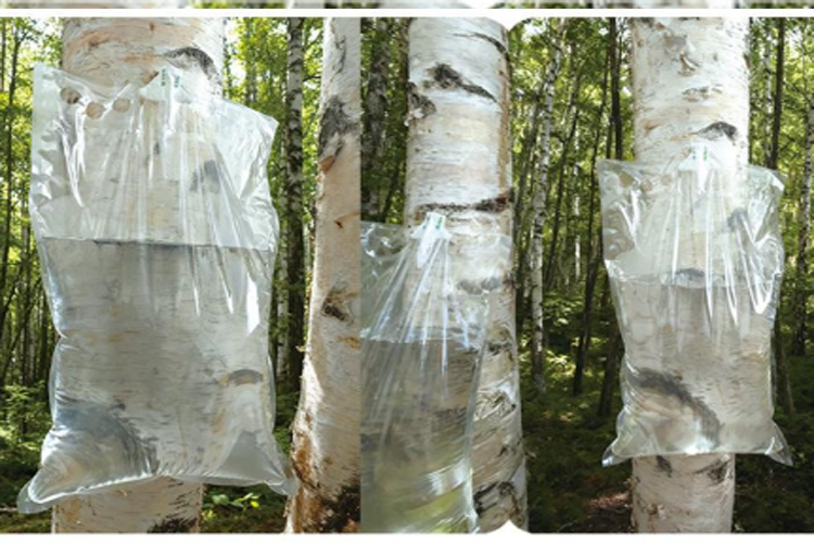 樺樹汁采集袋-液體盒中袋BIB產(chǎn)品